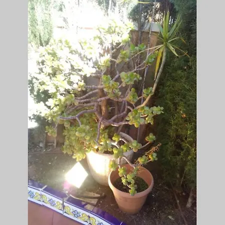 Trebol - Morro De Gos Apartment *
